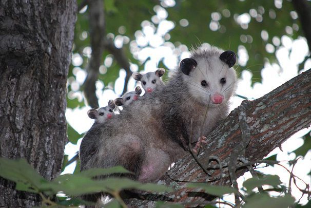 Possum