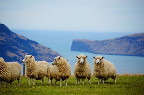 Sheeps in New Zealand