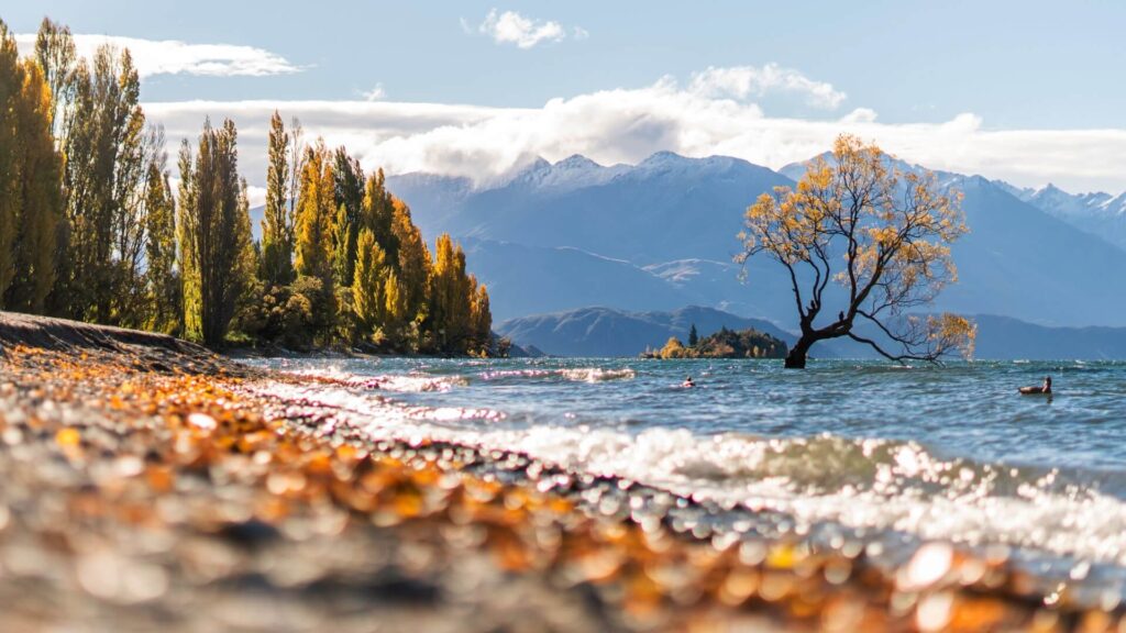 Move to NZ from Australia